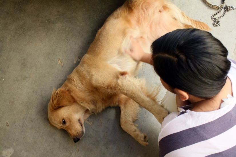 Первая помощь собаке при несчастных случаях: Если вдруг заболел ваш друг…