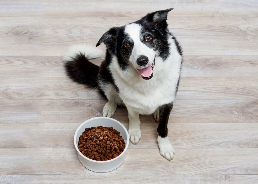 Давать ли собаке сухой корм?