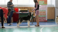 Сибирский хаски  продажа щенков липецк